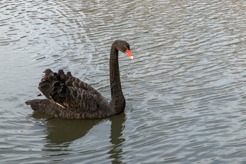 Black swan