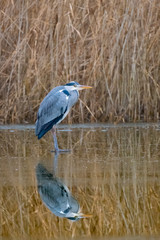 Ein Graureiher spiegelt sich auf der Eisfläche