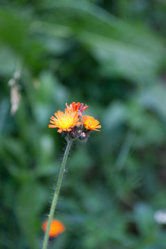 Orange Hawkweed