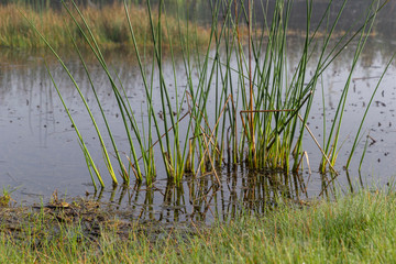 reeds in the morning mist on the matese lake