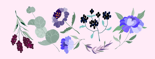 Set of vector Flowers. Elegant feminine eucalyptus, wild purple peonies, violet branch, branches with berries. Variety of garden botanics for web, app, pattern and logo design. Modern illustration.
