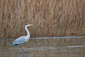 Ein Graureiher spiegelt sich auf der Eisfl&auml;che