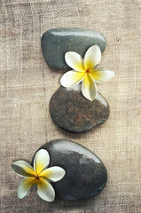 Fototapeta na wymiar stones with frangipani