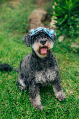 Cute Airedale Terrier dog in Easter bunny mask sitting on grass in garden. Selected focus.