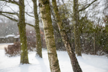 Trees in snow