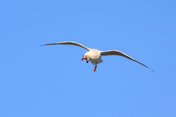 Red-billed gull in flight