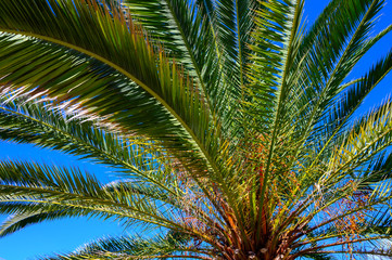 Fototapeta na wymiar Green palm tree and blue sky