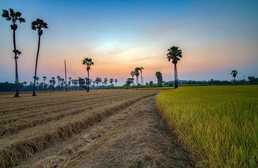 The view of the rice fields, the background of the sunset in the morning in Thailand