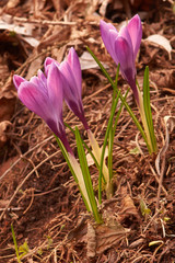 Drei Lila Krokuse in Seitenansicht