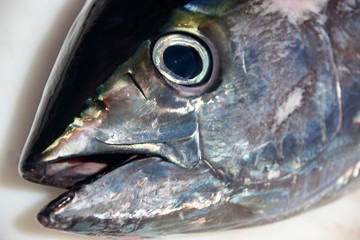 Нead and eye of a tuna freshly caught close-up.