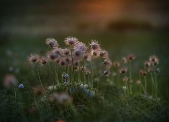 Sleep grass, snowdrop, in the spring in the steppe.