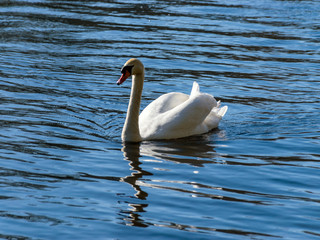 landscape with white swan on the lake