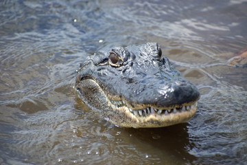 alligator head popping out of the water