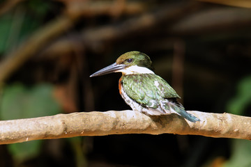 Male green kingfisher (Chloroceryle americana) perched on a tree