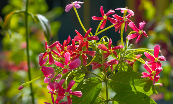 close up of pink combretum indicum flowers