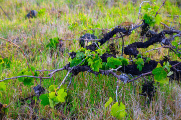 Young shoots on grape plant vines in spring, north wine production region on La Palma island, Canary, Spain