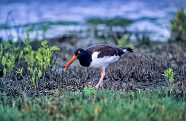 Bird-American oystercatcher