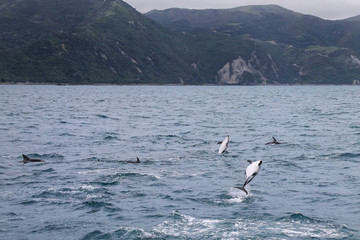 Fototapeta na wymiar Dusky dolphins swimming off the coast of Kaikoura, New Zealand