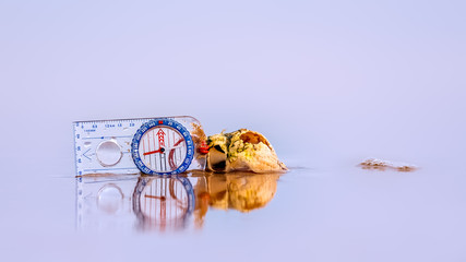 Compass and sea shell reflected in shallow surf on a beach © HighlandBrochs.com
