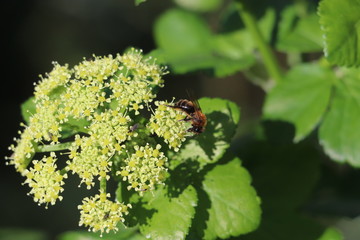 bee sitting on green flowers with green leaves in background 