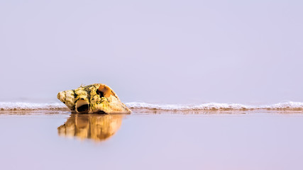 Broken sea shell on a beach washed by gentle surf with reflections in wet sand against a background of pale pink ocean © HighlandBrochs.com