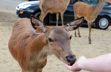Deer being hand fed by visitors at Longleat Safari Park
