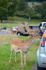 Deer being hand fed by visitors at Longleat Safari Park