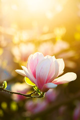 magnolia in sun light. beautiful springtime background - obrazy, fototapety, plakaty