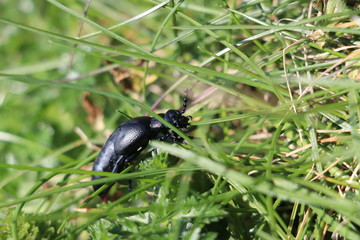 Black beetle on grass