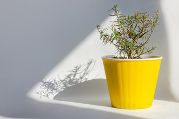 Urban jungle gardening concept. Houseplant Rosemary in stylish bright yellow pot.Healthy plant on windowsill in living room, natural sunlight shadows. Interior design with green indoor Rosmarinus herb