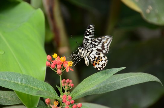 Beautiful butterfly perched on a plant