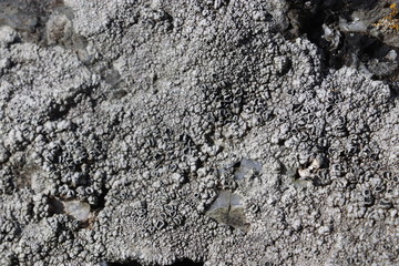 Grey Lichen