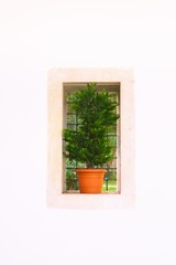 Small tree on a rectangular window on a white wall. Architectural detail, decorative plant.