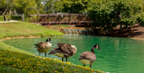 Canada goose by a lake