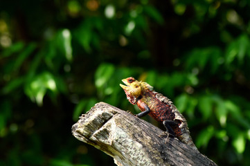 lizard on a rock
