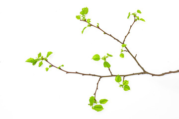 young green leaves on a tree branch, isolated on white background, buds in spring, the beginning of a new season