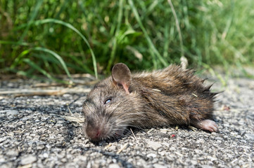 dead mouse