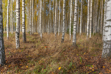 Birch trees with fresh green leaves in autumn. Sweden, selective focus