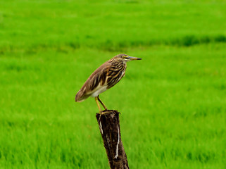 bird on grass