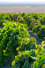 Fototapeta premium Landscape with famous sherry wine grape vineyards in Andalusia, Spain, sweet pedro ximenez or muscat, or palomino grape ready to harvest, used for production of jerez, sherry sweet and dry wines