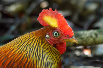 portrait of a rooster