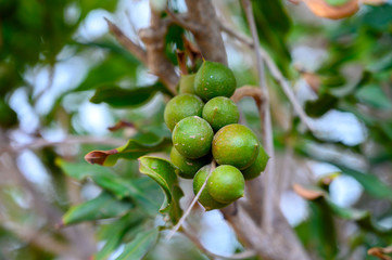 Evergreen macadamia free with ripe green nuts in shell ready for harvest