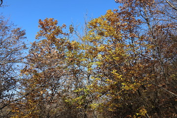 Late autumn. The last leaves were left on the trees. The sun is shining all around.