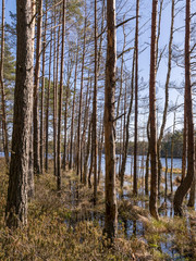 bog landscape with tree trunks in water