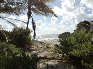 Fototapeta premium Caribean tropical jungle sea coast with green plants and in sunny day.