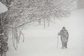 Snow blizzard in winter, dense snow falling with strong wind and old woman walking through the snow, metorological cold windy and snowy weather photo - obrazy, fototapety, plakaty
