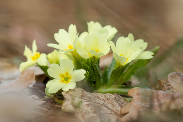 Primula vulgaris, the common primrose or English primrose, European flowering plant, family Primulaceae, first flowers to appear in spring growing from leaf rosette, pale yellow petals, actinomorphic 