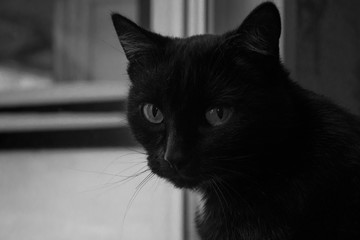 black cat