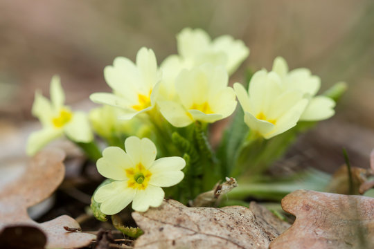 Primula vulgaris, the common primrose or English primrose, European flowering plant, family Primulaceae, first flowers to appear in spring growing from leaf rosette, pale yellow petals, actinomorphic 