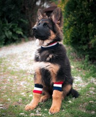 german shepherd and dog